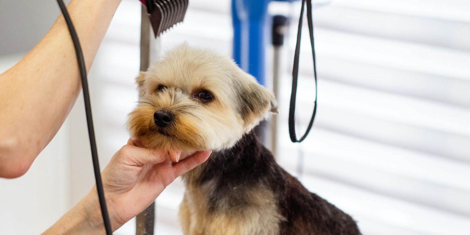 Beyond the basics: Advanced DIY pet grooming techniques