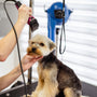 Beyond the basics: Advanced DIY pet grooming techniques