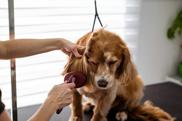 Mastering the art of DIY pet pampering