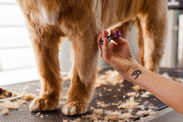 The therapeutic aspects of DIY pet grooming