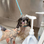 Unveiling the mysteries of at-home pet spa treatments