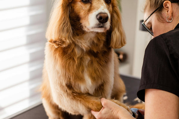 The magic touch: Elevating your pet's grooming experience