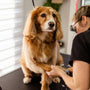 The magic touch: Elevating your pet's grooming experience