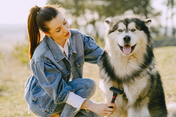 Grooming rituals for large breeds