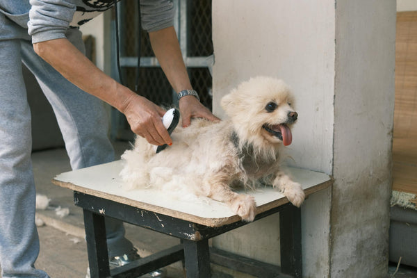 Transformative grooming for happy, healthy pets