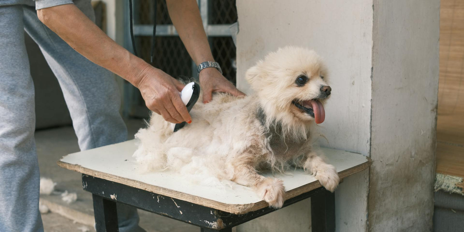 Transformative grooming for happy, healthy pets