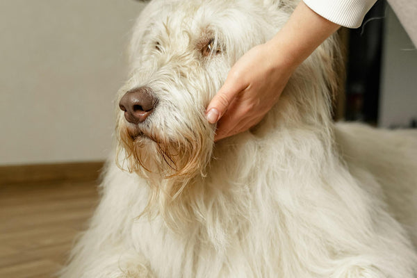 The joy of grooming: Enhancing your bond with your pet