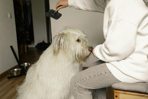 Crafting a personalized grooming routine for your pet