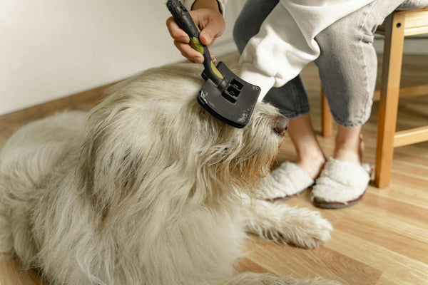 From fluff to buff: Sculpting your pet's perfect look