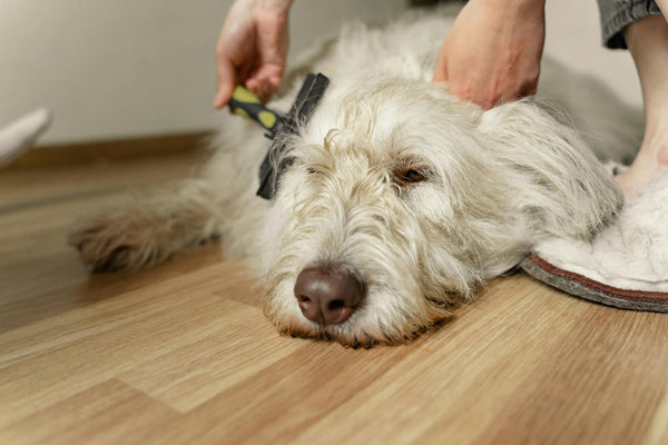 Grooming 101: Navigating the world of pet care at home