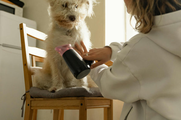 DIY grooming wonders: Tips from pet enthusiasts